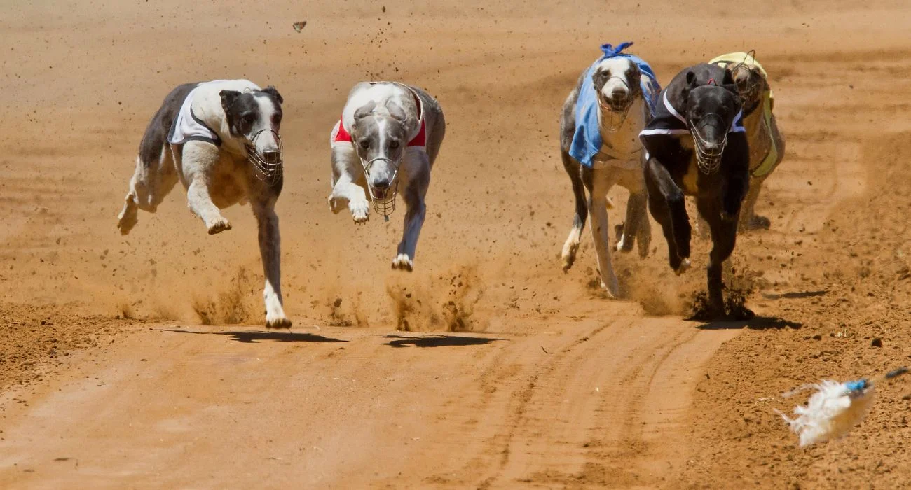 Ladbrokes: The Best Bookie for Greyhound Betting with BOG